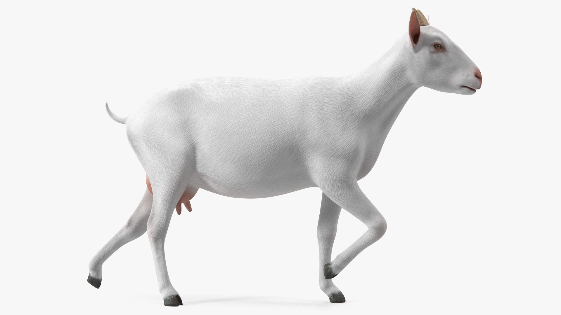 White Goat Walking 3D model preview