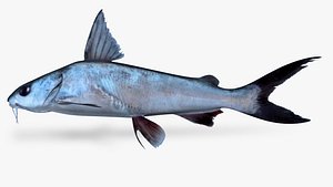 3D cominant sea catfis