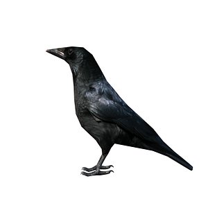 3d model of crow