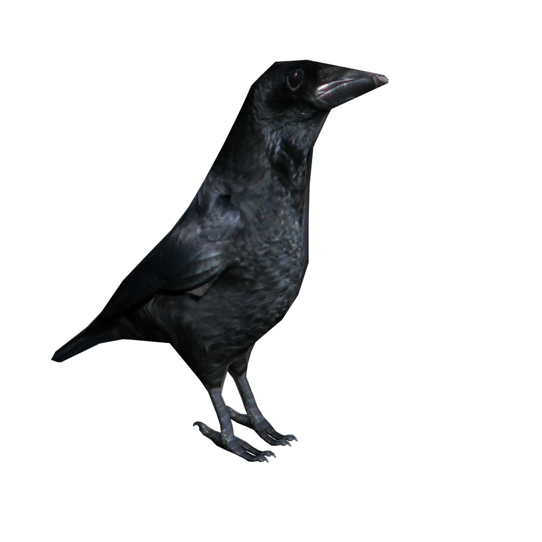 3d Model Of Crow