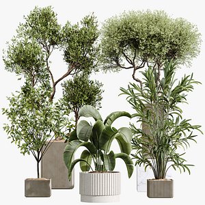 AV Indoor Plants Set 448 Areca Palm and Ravenala Banana and Europaea Olive Fig and Chemlali Olive 3D model