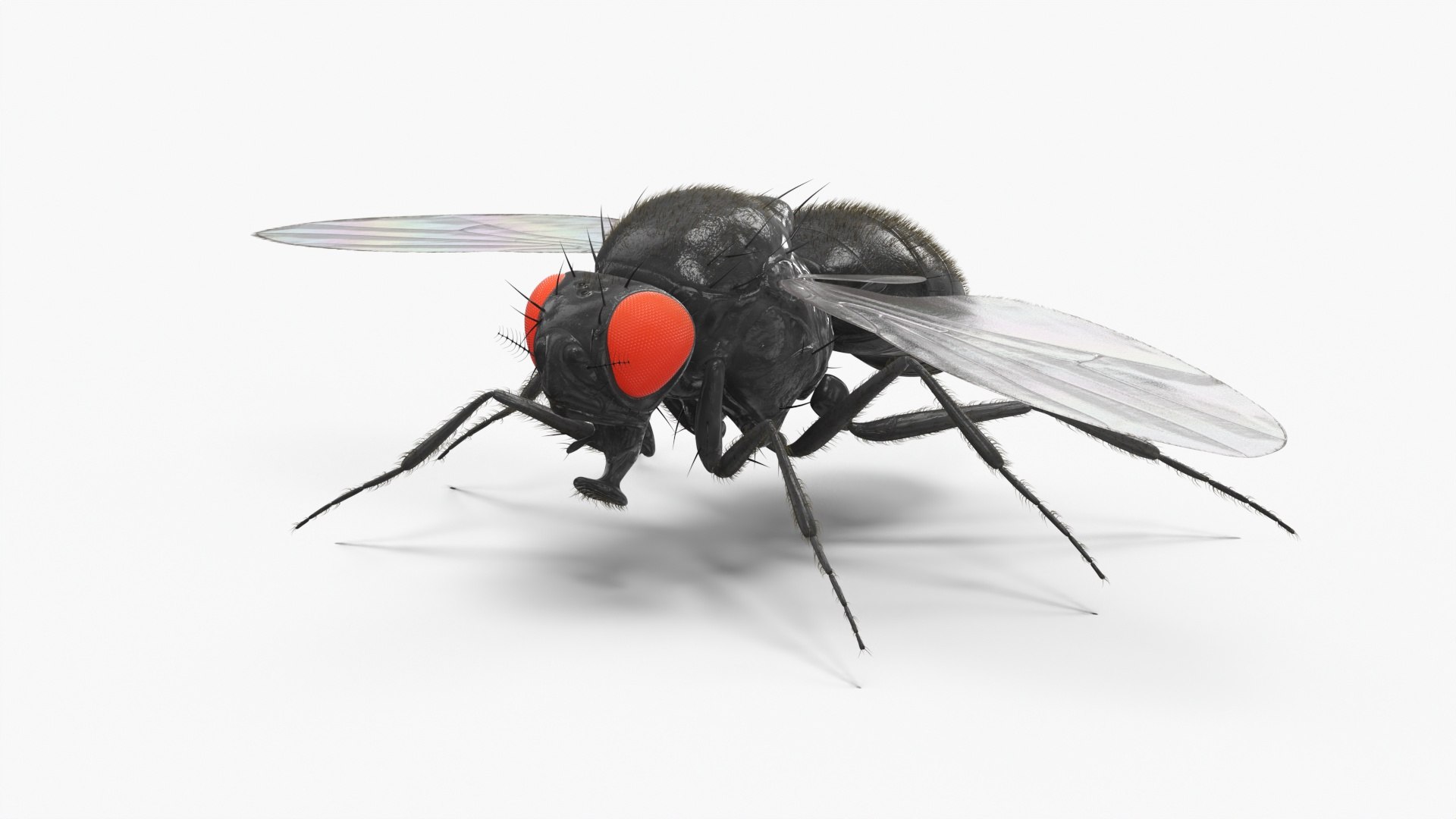 Fruit Fly Black Fur Rigged 3D model https://p.turbosquid.com/ts-thumb/Vv/CLHPku/D3/fruit_fly_black_fur_rigged_002/jpg/1741447473/1920x1080/fit_q87/a26572b05ec1147c5a0d2965dd45650722344f32/fruit_fly_black_fur_rigged_002.jpg