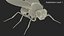 Fruit Fly Black Fur Rigged 3D model