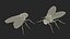 Fruit Fly Black Fur Rigged 3D model