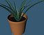 pianta