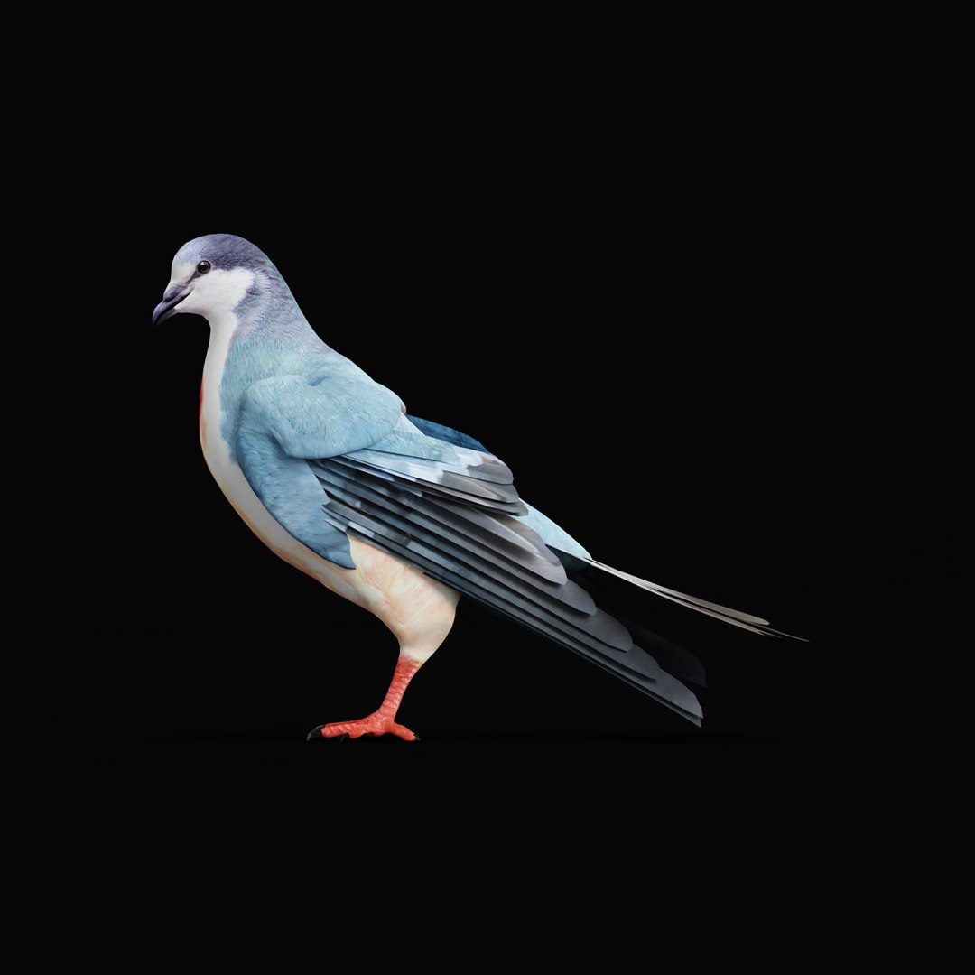 Luzon Bleeding Heart Dove Pigeon Bird 3D https://p.turbosquid.com/ts-thumb/Vv/ELwSK8/k4/luzonbleedingheartdovearmature_0001/jpg/1770665787/1920x1080/fit_q87/ccf7d9af1c20e9a81c70e4a82ae0417a93bfba70/luzonbleedingheartdovearmature_0001.jpg