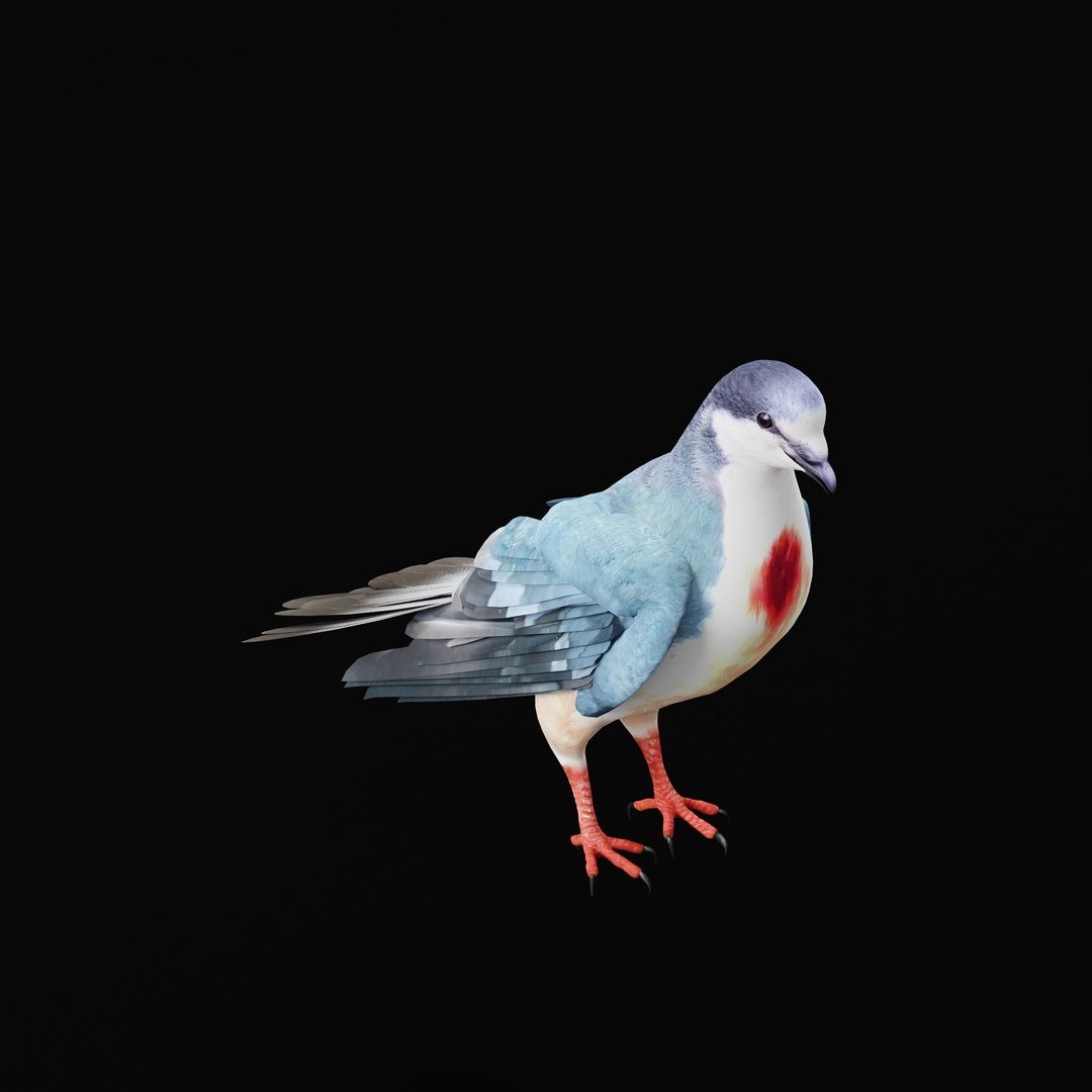 Luzon Bleeding Heart Dove Pigeon Bird 3D https://p.turbosquid.com/ts-thumb/Vv/ELwSK8/kF/luzonbleedingheartdovearmature_0003/jpg/1770665789/1920x1080/fit_q87/d352db8b20168917337a6e11fe653ba5ea0b3ff8/luzonbleedingheartdovearmature_0003.jpg