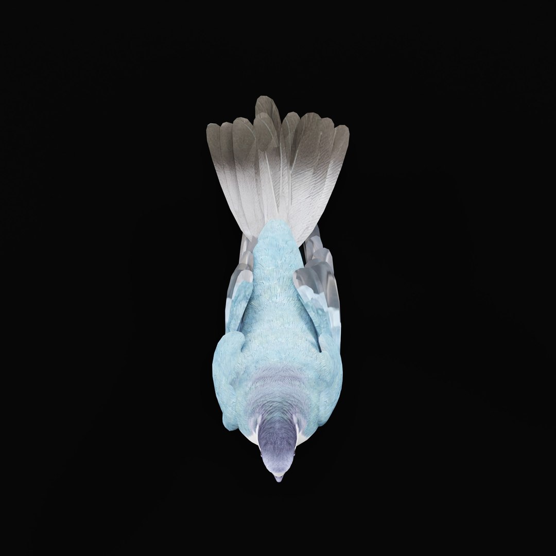 Luzon Bleeding Heart Dove Pigeon Bird 3D https://p.turbosquid.com/ts-thumb/Vv/ELwSK8/sJ/luzonbleedingheartdovearmature_0002/jpg/1770665788/1920x1080/fit_q87/3a59f5e4a0bdadb27769e1204d91747f2bd651e7/luzonbleedingheartdovearmature_0002.jpg