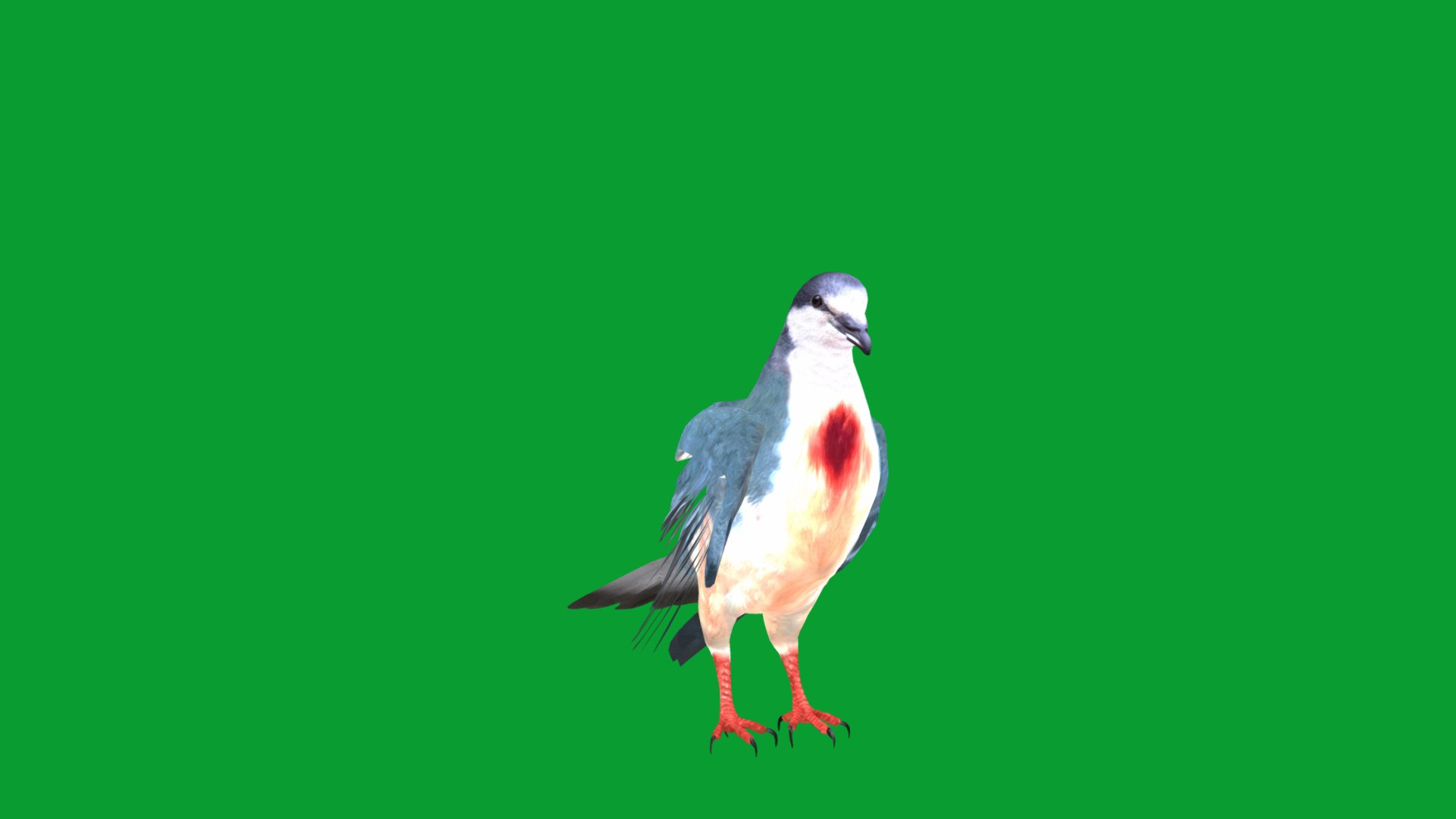 Luzon Bleeding Heart Dove Pigeon Bird 3D https://p.turbosquid.com/ts-thumb/Vv/ELwSK8/uO/bleeding_heart_dove31/png/1770665832/1920x1080/fit_q87/375f81e80c8a230c0e324228ca2aeaa5bfa0207c/bleeding_heart_dove31.jpg