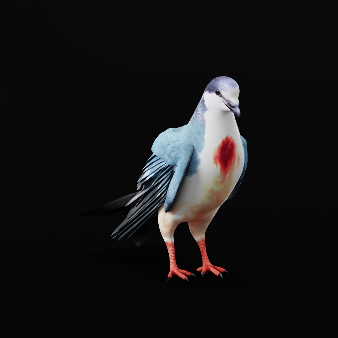 Luzon Bleeding Heart Dove Pigeon Bird 3D https://p.turbosquid.com/ts-thumb/Vv/ELwSK8/xb/luzonbleedingheartdovearmature_0000/jpg/1770665786/1920x1080/fit_q87/07f056bcc511bc868ada1491cba5df169cf2ede8/luzonbleedingheartdovearmature_0000.jpg