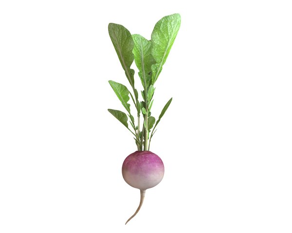 3D radish