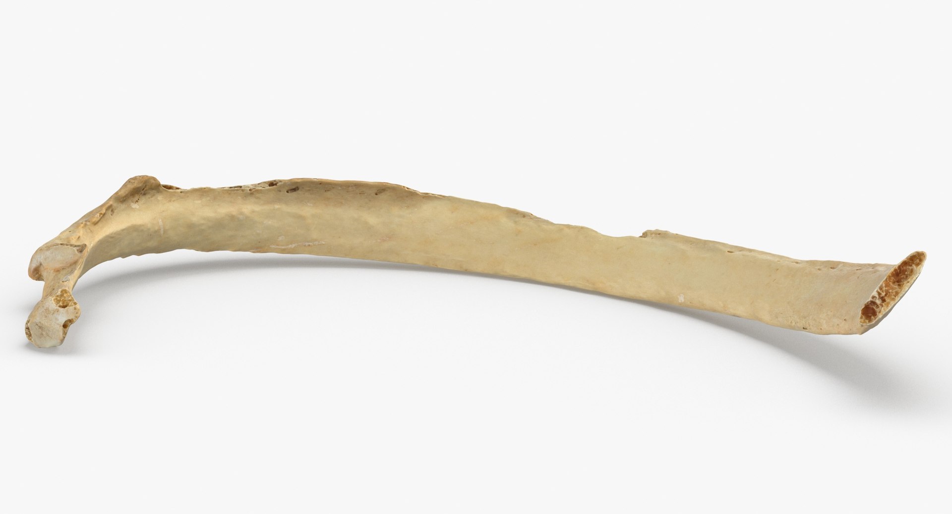3D costae verae rib 03 https://p.turbosquid.com/ts-thumb/Vv/I8SNWd/X2fLsvU7/costae_verae_rib_03_thumbnail_0006/jpg/1587976779/1920x1080/fit_q87/6cbd068a08e79db20f8a5b45248becab1cb49914/costae_verae_rib_03_thumbnail_0006.jpg