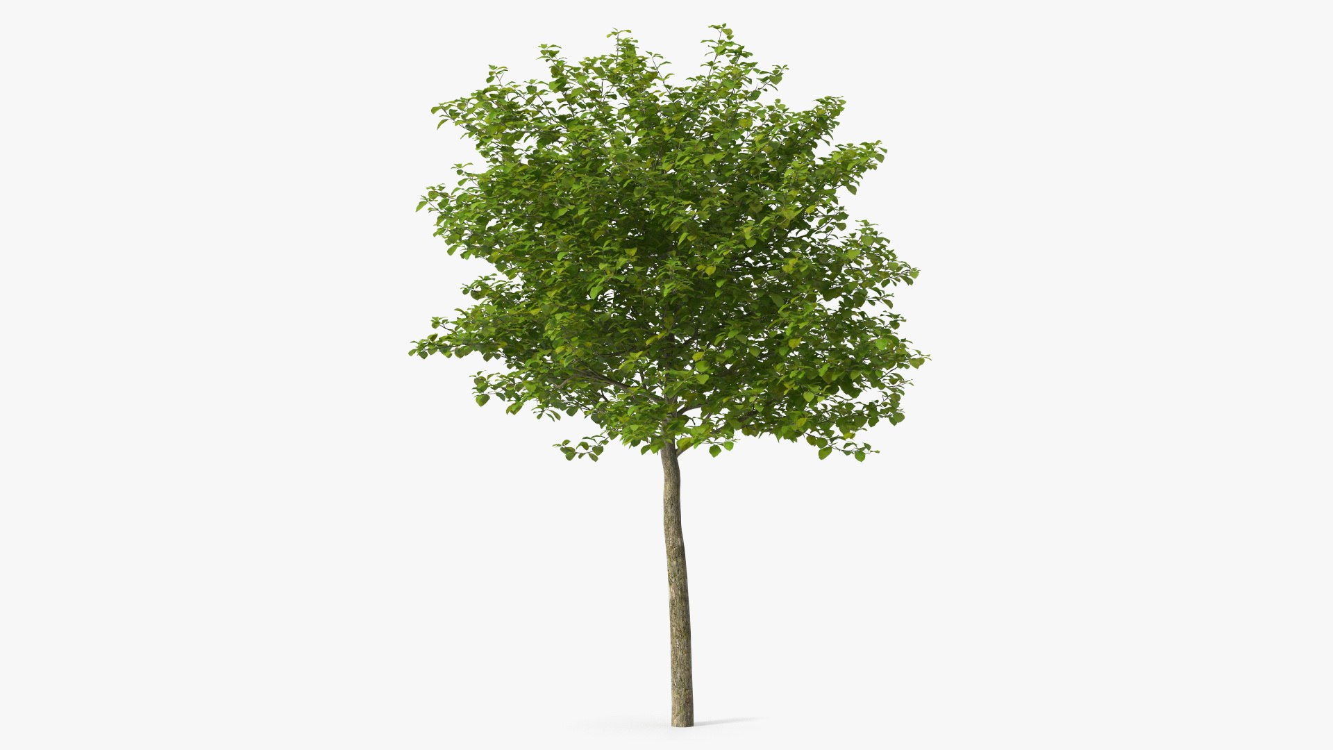 Cockspur Hawthorn Small 3D model preview