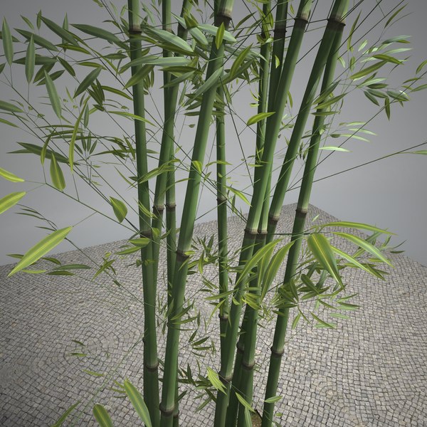 3d exterior bamboo tree