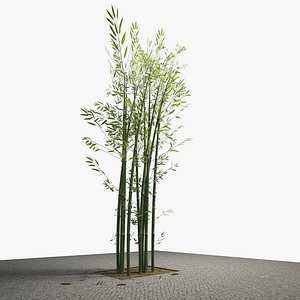 3d exterior bamboo tree