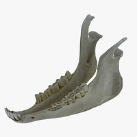 Sheep (Ovis Aries) Jaw 01 RAW SCAN