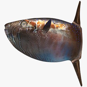 3D slender sunfish
