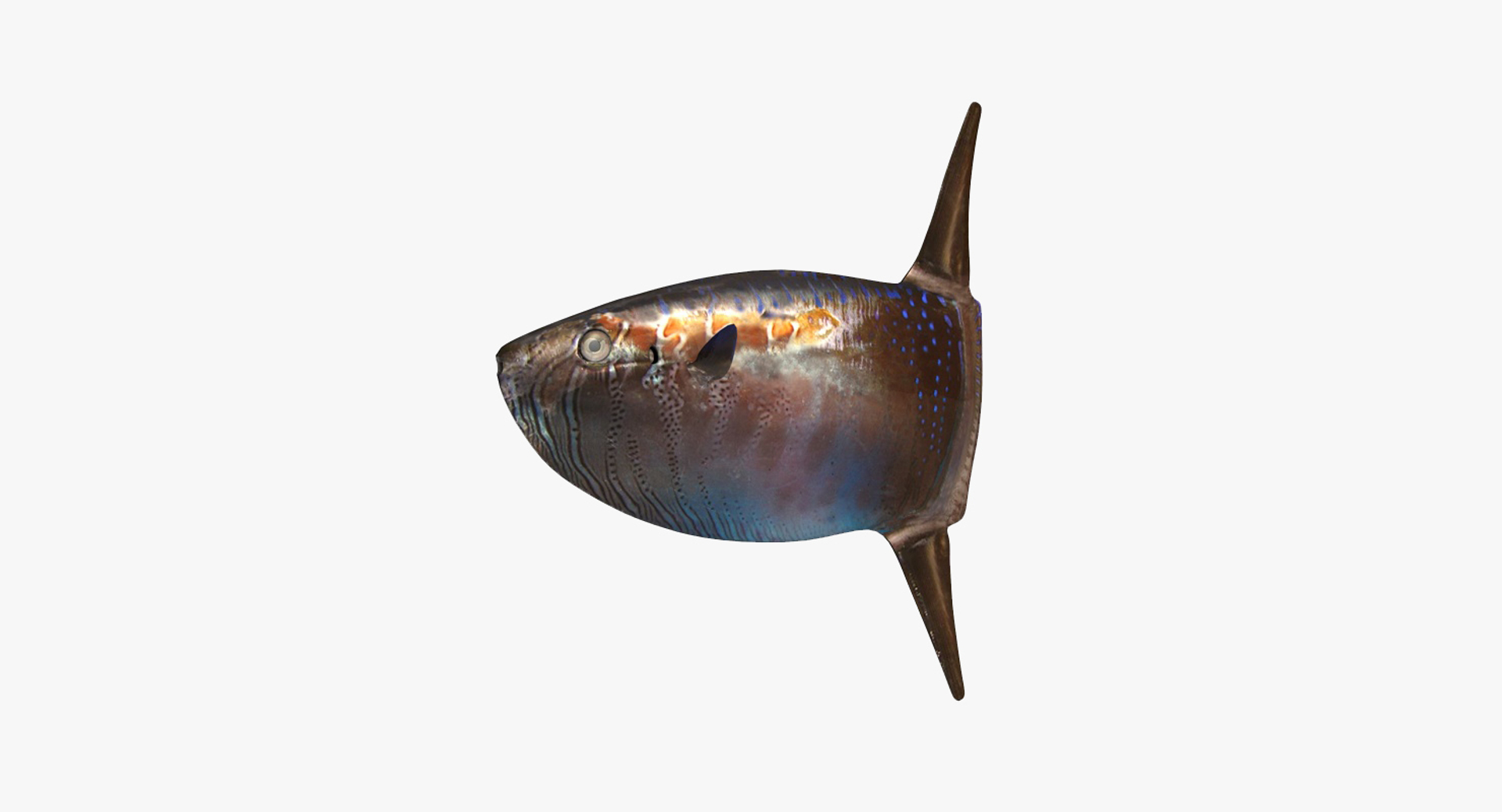3D Slender Sunfish - TurboSquid 1198951