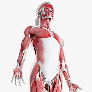 Female Skin, Skeleton And Muscles Rigged (Blender Rigged)