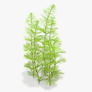 Cabomba Aquarium Plant