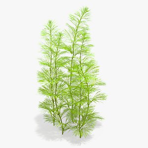 Cabomba Aquarium Plant