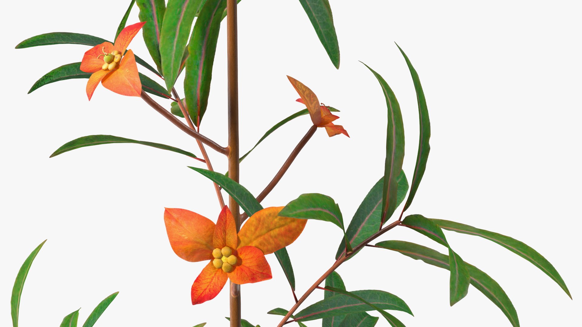 3D Branches with Flowers Collection 2 model https://p.turbosquid.com/ts-thumb/Vv/qU8Tt7/14/brancheswithflowerscollection23dsmodel012/jpg/1711224623/1920x1080/fit_q87/61bdd845b556b7d764776eea9da5268b63845c63/brancheswithflowerscollection23dsmodel012.jpg