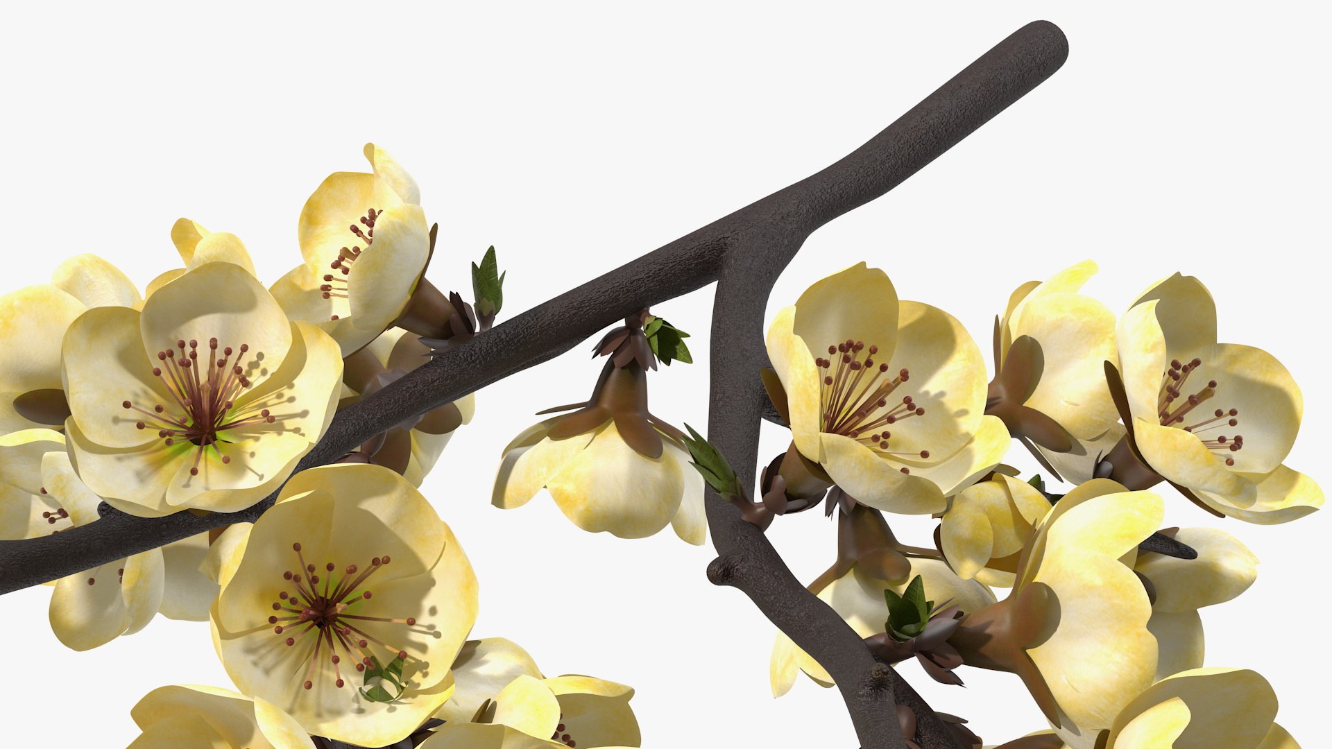 3D Branches with Flowers Collection 2 model https://p.turbosquid.com/ts-thumb/Vv/qU8Tt7/2X/brancheswithflowerscollection23dsmodel051/jpg/1711224801/1920x1080/fit_q87/9d29829c69c99236ea145735666162cbf6bc48bd/brancheswithflowerscollection23dsmodel051.jpg