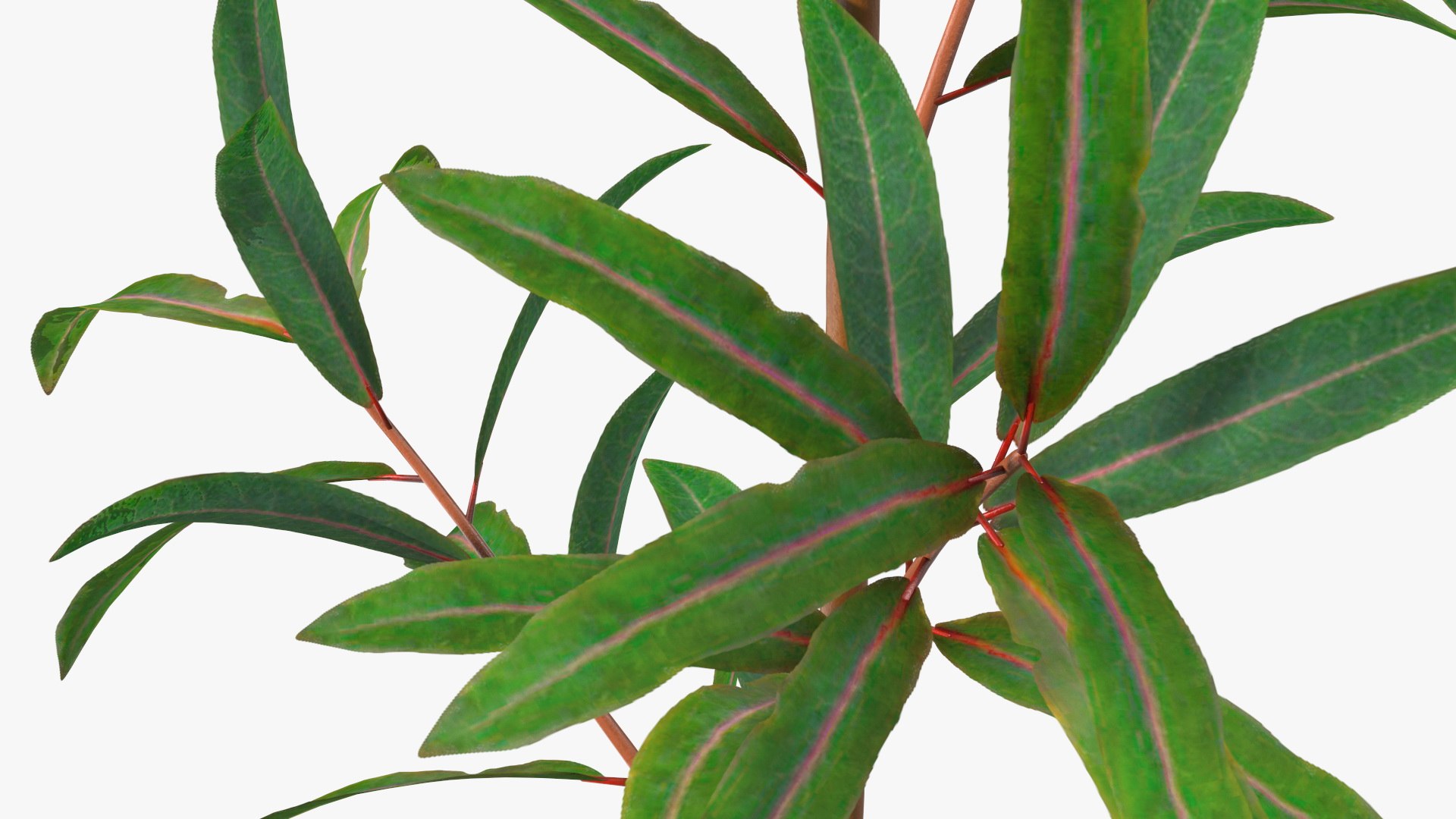 3D Branches with Flowers Collection 2 model https://p.turbosquid.com/ts-thumb/Vv/qU8Tt7/3y/brancheswithflowerscollection23dsmodel014/jpg/1711224631/1920x1080/fit_q87/c723592d0b139db0f1d4ce0acaeeb59579bc9c63/brancheswithflowerscollection23dsmodel014.jpg