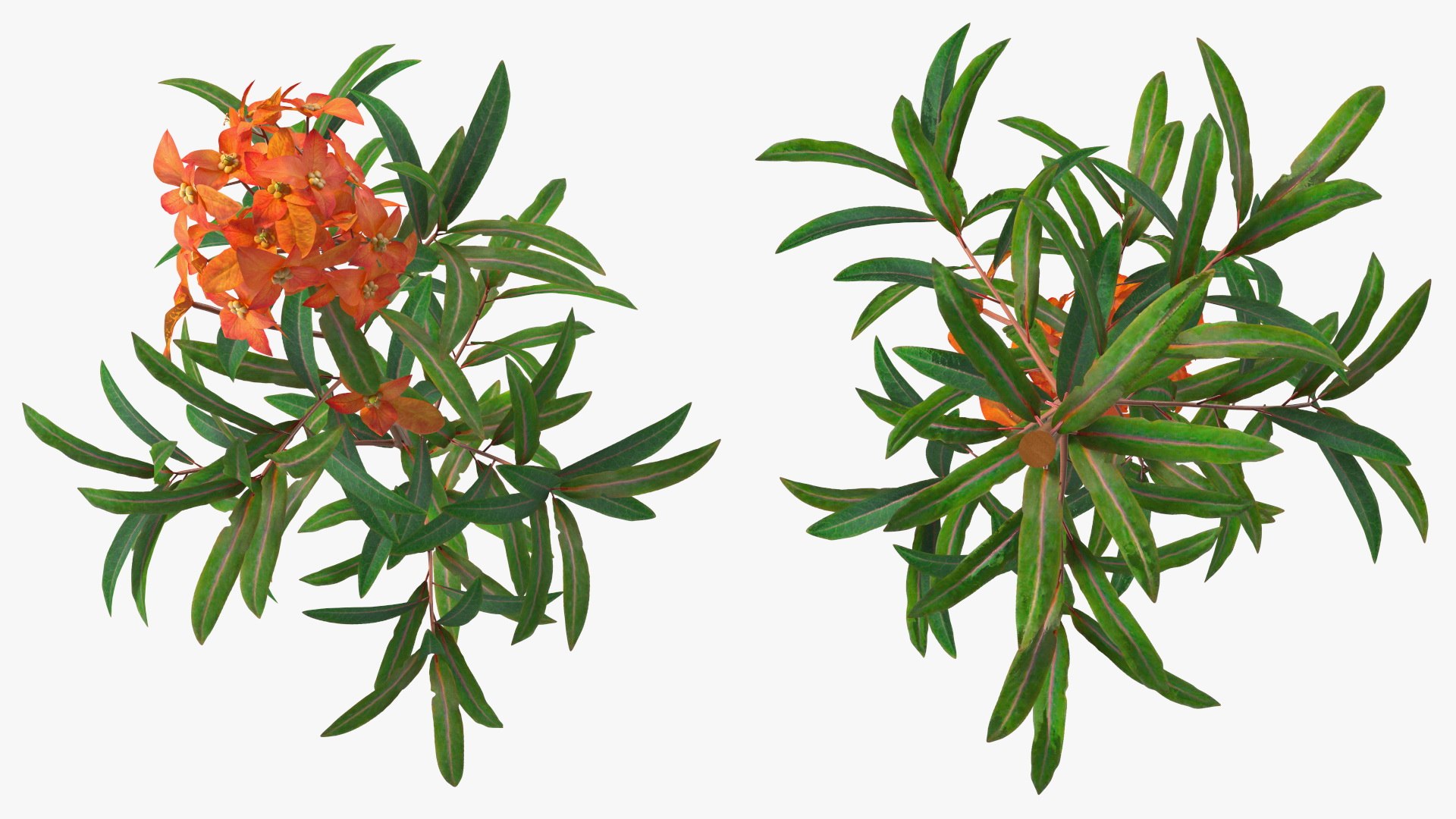3D Branches with Flowers Collection 2 model https://p.turbosquid.com/ts-thumb/Vv/qU8Tt7/4d/brancheswithflowerscollection23dsmodel010/jpg/1711224615/1920x1080/fit_q87/8ca18344828683b05d5cf1d3a1a2f906a3a73e24/brancheswithflowerscollection23dsmodel010.jpg