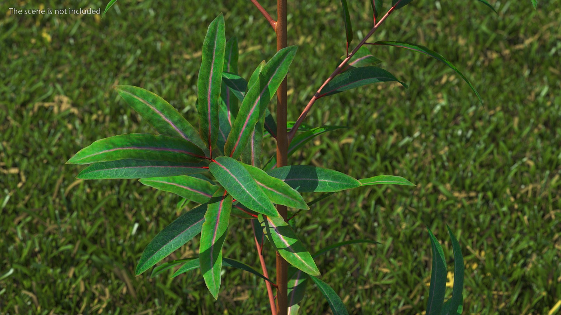 3D Branches with Flowers Collection 2 model https://p.turbosquid.com/ts-thumb/Vv/qU8Tt7/Cn/brancheswithflowerscollection23dsmodel005/jpg/1711224589/1920x1080/fit_q87/7a2ed2e3c35c9def62f8b22ee435b2f48b9b5322/brancheswithflowerscollection23dsmodel005.jpg