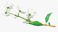 Branches with Flowers Collection 2