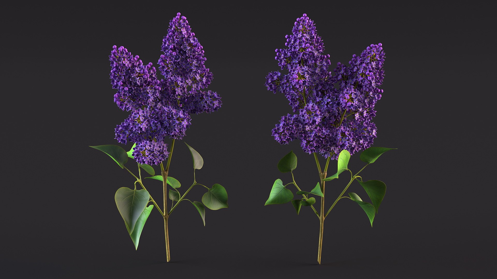 3D Branches with Flowers Collection 2 model https://p.turbosquid.com/ts-thumb/Vv/qU8Tt7/Ls/brancheswithflowerscollection23dsmodel030/jpg/1711224705/1920x1080/fit_q87/cb393ba9a694f83b5cdf7449a27d243773d4f0bc/brancheswithflowerscollection23dsmodel030.jpg