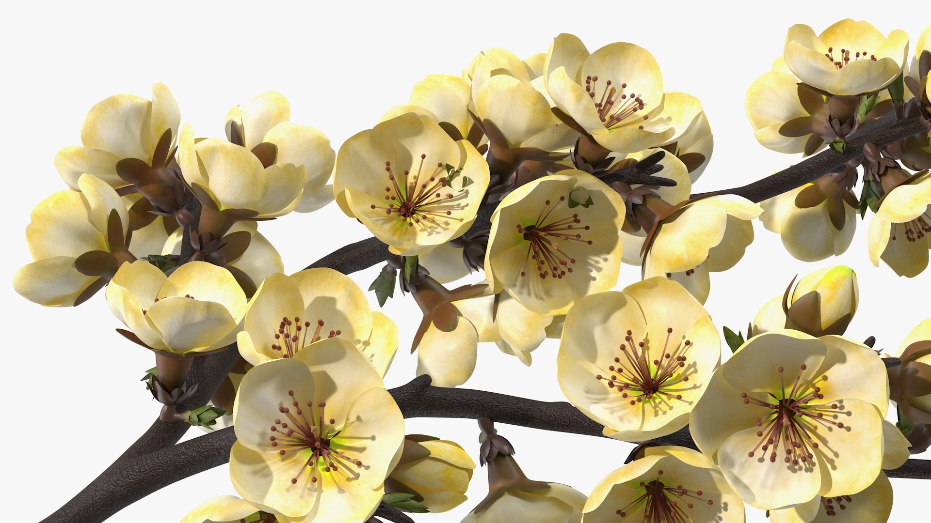3D Branches with Flowers Collection 2 model https://p.turbosquid.com/ts-thumb/Vv/qU8Tt7/M9/brancheswithflowerscollection23dsmodel049/jpg/1711224791/1920x1080/fit_q87/a8a7b260564c4e3289632dabb74eb1ec9cea0e5d/brancheswithflowerscollection23dsmodel049.jpg