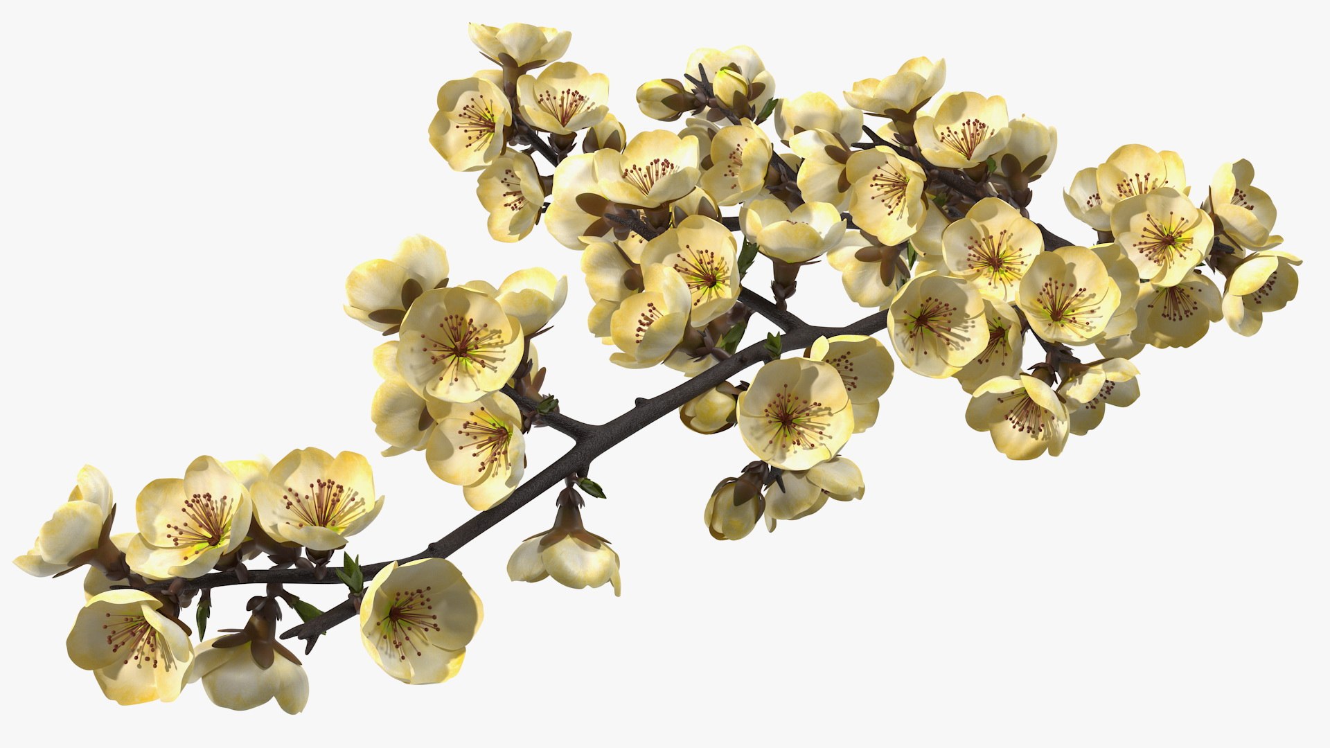 3D Branches with Flowers Collection 2 model https://p.turbosquid.com/ts-thumb/Vv/qU8Tt7/Ol/brancheswithflowerscollection23dsmodel047/jpg/1711224782/1920x1080/fit_q87/25bb1ca2ef669caeb72bcc55315e3449c56104e0/brancheswithflowerscollection23dsmodel047.jpg