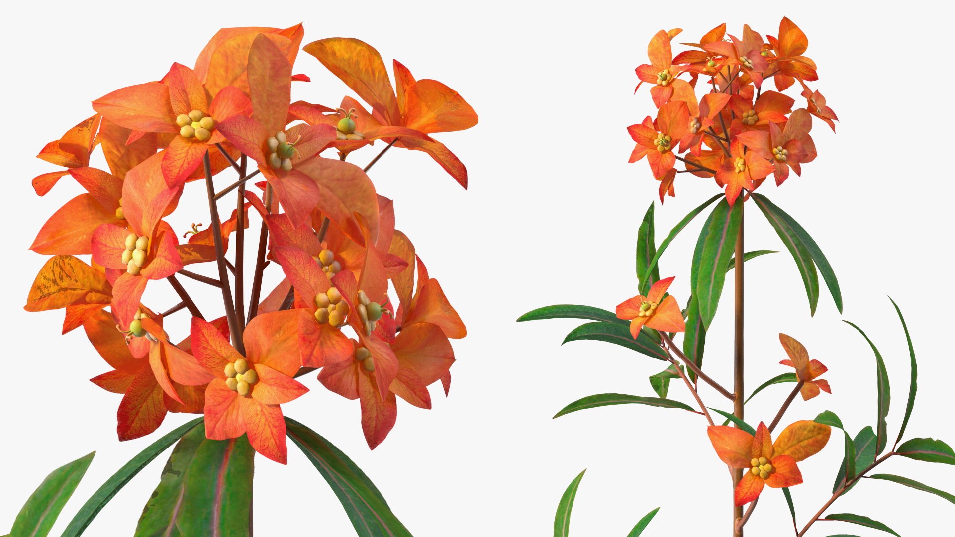 3D Branches with Flowers Collection 2 model https://p.turbosquid.com/ts-thumb/Vv/qU8Tt7/PX/brancheswithflowerscollection23dsmodel011/jpg/1711224619/1920x1080/fit_q87/3e330ae3979c07abecc47a2acc3de3600bfe2958/brancheswithflowerscollection23dsmodel011.jpg