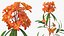 Branches with Flowers Collection 2