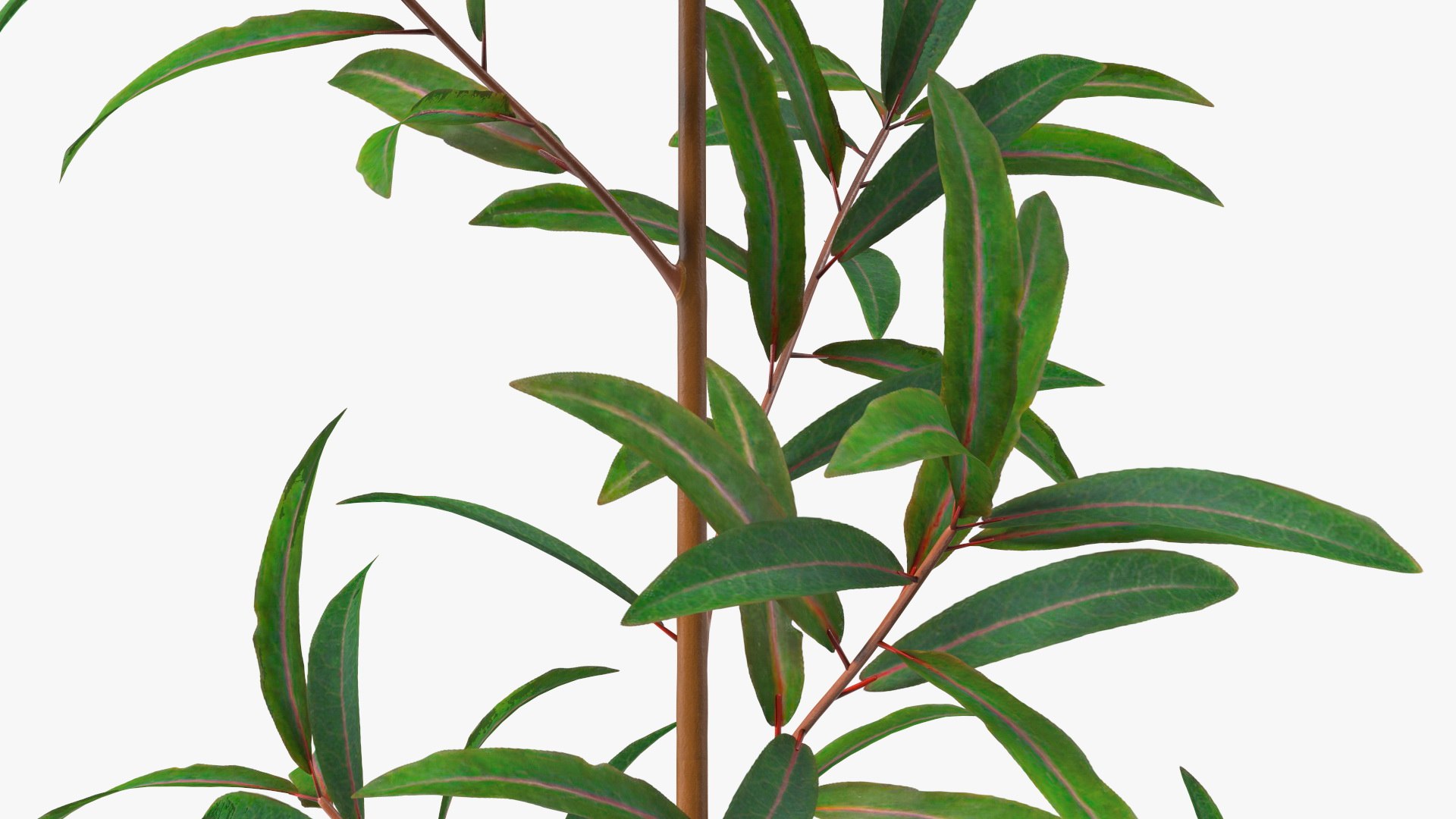 3D Branches with Flowers Collection 2 model https://p.turbosquid.com/ts-thumb/Vv/qU8Tt7/Sr/brancheswithflowerscollection23dsmodel013/jpg/1711224627/1920x1080/fit_q87/7858afe00bca22b8167fed1e842a1d4b0096f804/brancheswithflowerscollection23dsmodel013.jpg
