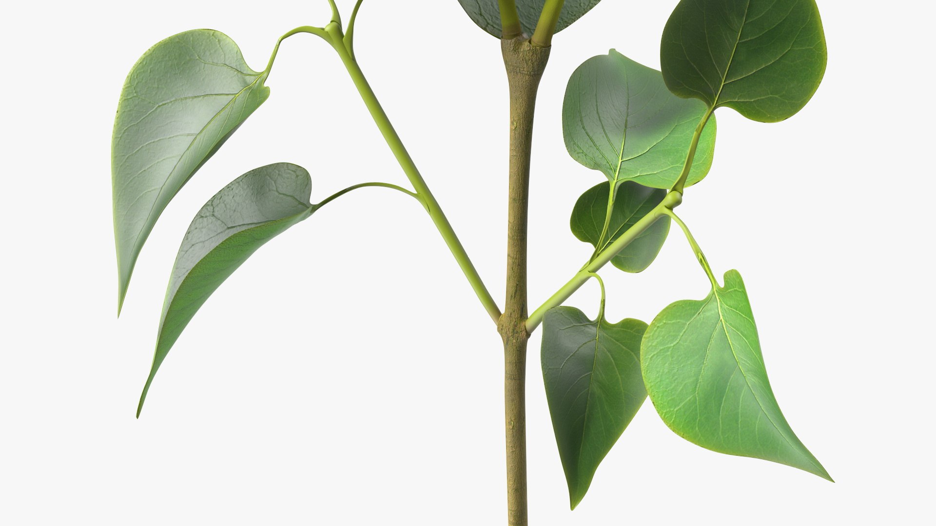 3D Branches with Flowers Collection 2 model https://p.turbosquid.com/ts-thumb/Vv/qU8Tt7/V3/brancheswithflowerscollection23dsmodel039/jpg/1711224746/1920x1080/fit_q87/00e3e8743545cf918181fe821f2b675b6014dc0b/brancheswithflowerscollection23dsmodel039.jpg