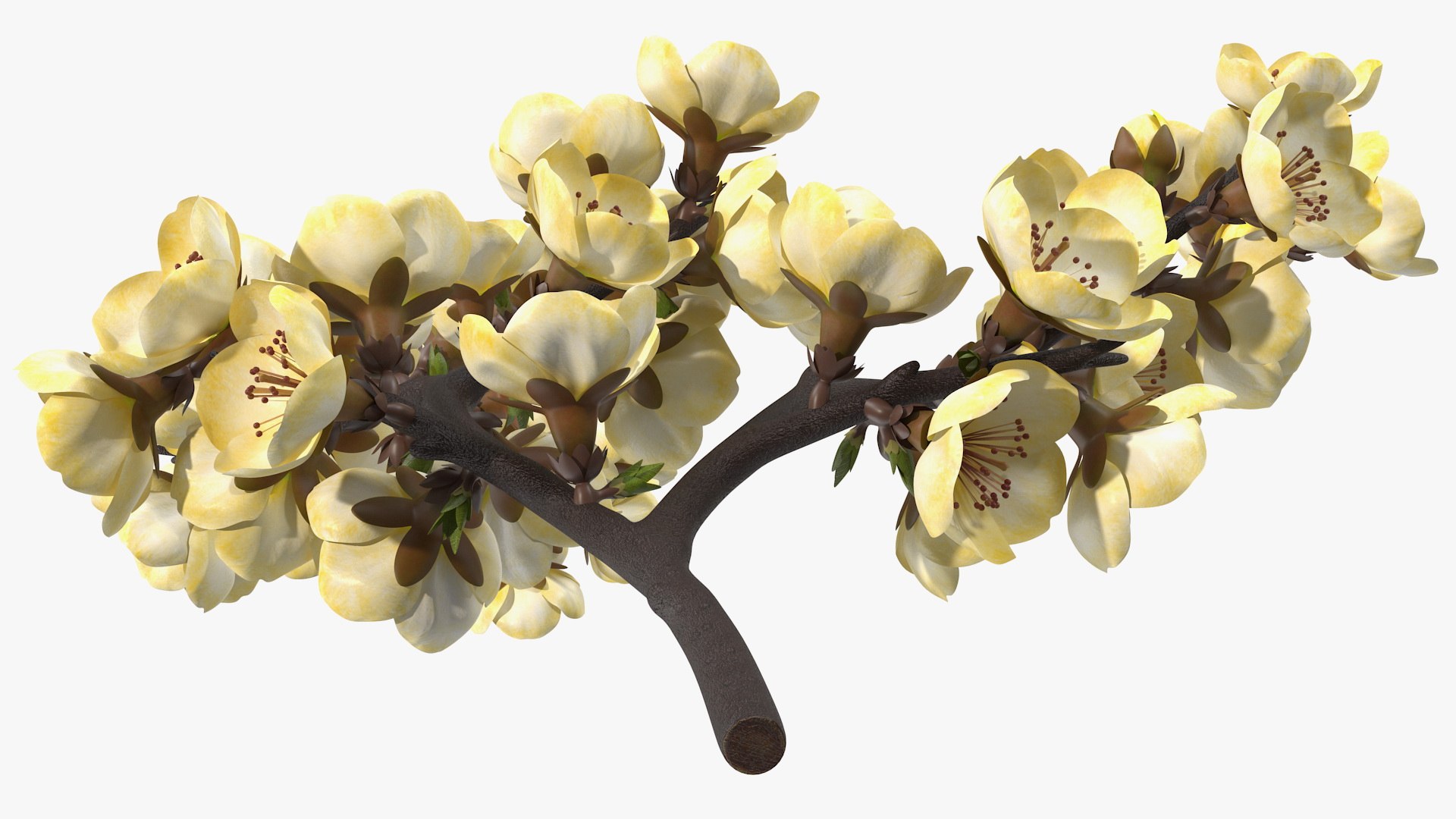 3D Branches with Flowers Collection 2 model https://p.turbosquid.com/ts-thumb/Vv/qU8Tt7/WY/brancheswithflowerscollection23dsmodel048/jpg/1711224787/1920x1080/fit_q87/204d4d0bb988ce60694333c8f4a8cc217ce72e97/brancheswithflowerscollection23dsmodel048.jpg