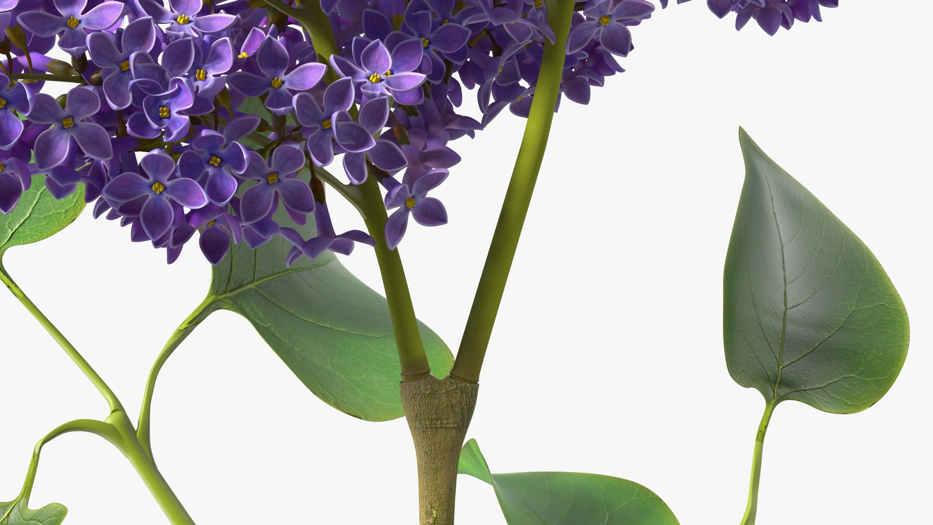 3D Branches with Flowers Collection 2 model https://p.turbosquid.com/ts-thumb/Vv/qU8Tt7/Xl/brancheswithflowerscollection23dsmodel038/jpg/1711224742/1920x1080/fit_q87/aadcf8955c2c16399c4110ec4a7b7b6e09b03f10/brancheswithflowerscollection23dsmodel038.jpg
