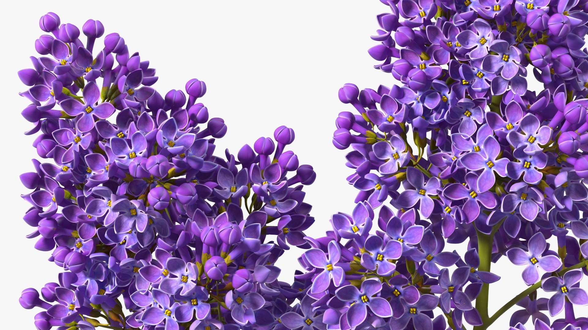 3D Branches with Flowers Collection 2 model https://p.turbosquid.com/ts-thumb/Vv/qU8Tt7/Yt/brancheswithflowerscollection23dsmodel037/jpg/1711224737/1920x1080/fit_q87/46870c46660f138731272f7f74982680a76e9b28/brancheswithflowerscollection23dsmodel037.jpg