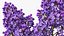 Branches with Flowers Collection 2