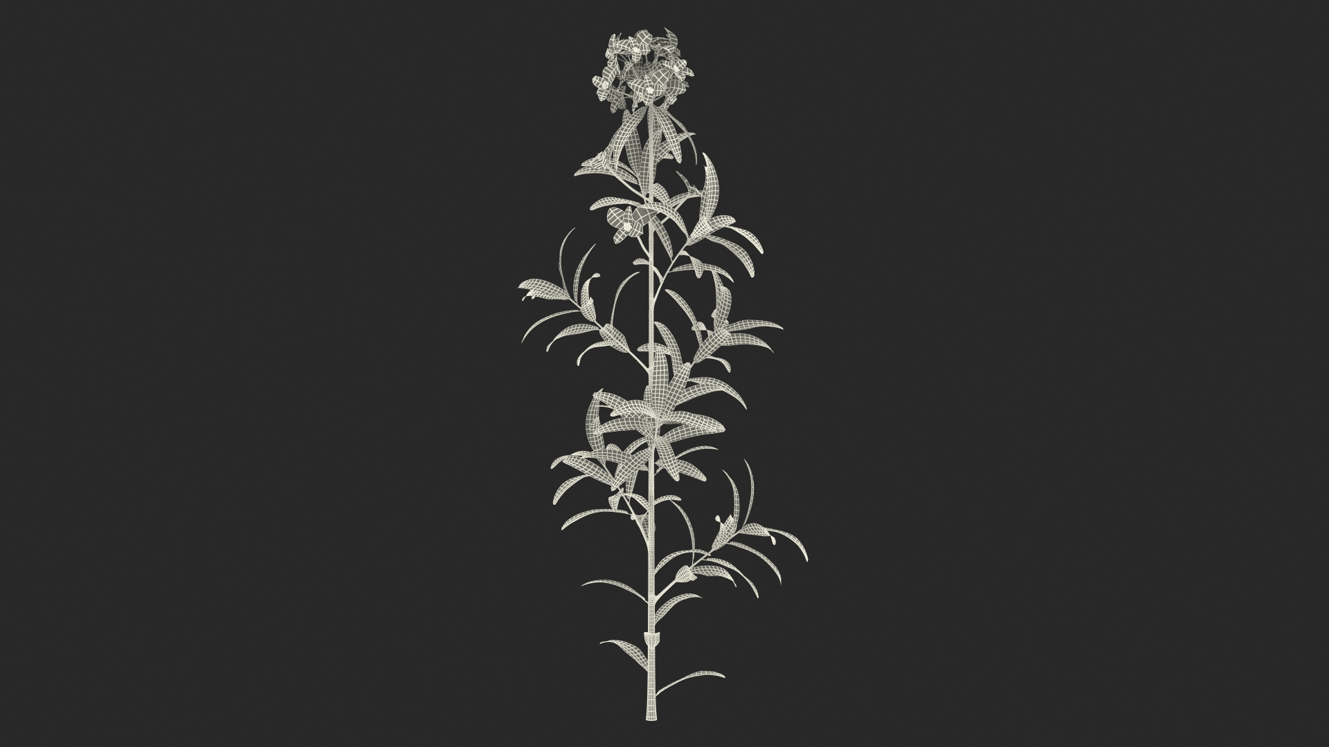 3D Branches with Flowers Collection 2 model https://p.turbosquid.com/ts-thumb/Vv/qU8Tt7/a7/euphorbia_griffithii_branch_361/jpg/1711224292/1920x1080/turn_fit_q99/3ad5d26617558628ad4c10406205435ea129a0ff/euphorbia_griffithii_branch_361-1.jpg