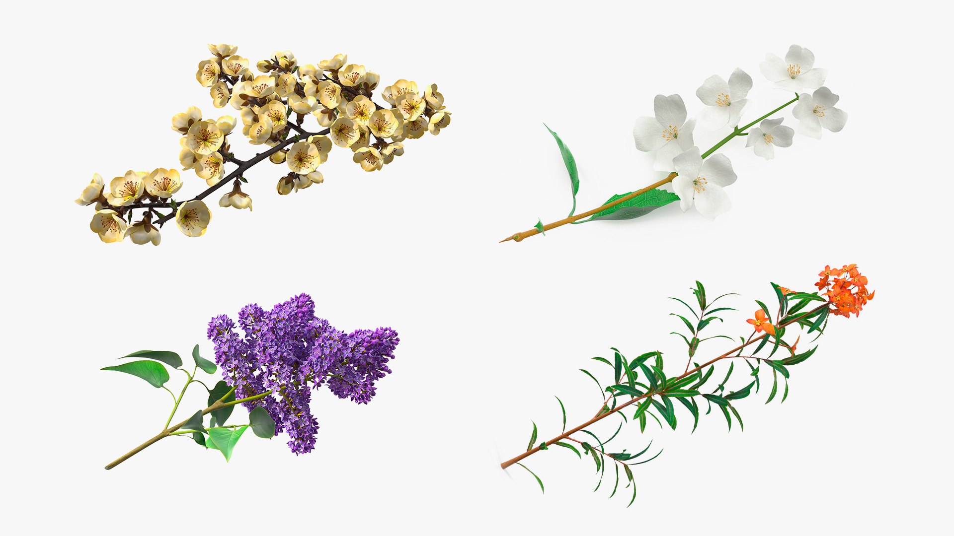 3D Branches with Flowers Collection 2 model https://p.turbosquid.com/ts-thumb/Vv/qU8Tt7/am/brancheswithflowerscollection23dsmodel001/jpg/1711223216/1920x1080/fit_q87/e3a9d2ae5178348a32c649aee7fb793ab40dc680/brancheswithflowerscollection23dsmodel001.jpg