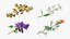 Branches with Flowers Collection 2