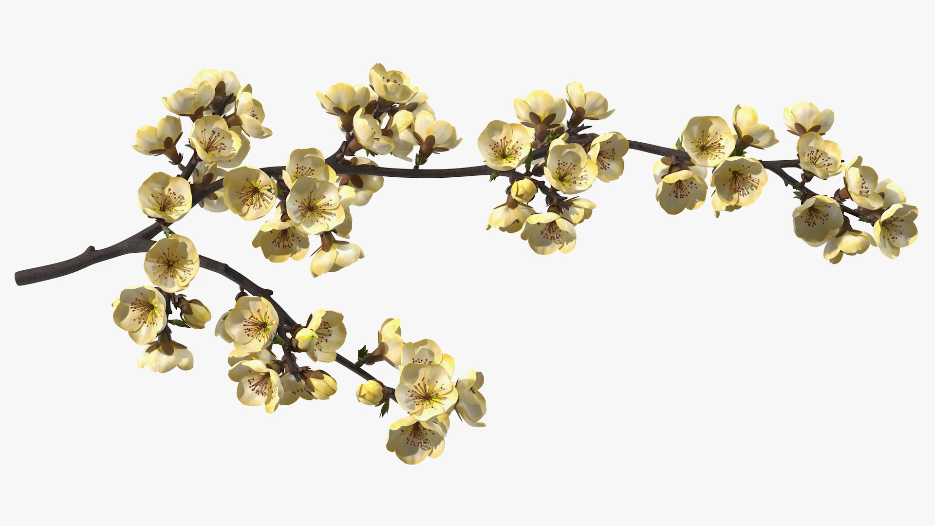 3D Branches with Flowers Collection 2 model https://p.turbosquid.com/ts-thumb/Vv/qU8Tt7/aq/brancheswithflowerscollection23dsmodel045/jpg/1711224773/1920x1080/fit_q87/0249369c97ab04885c816c220459d6cc54a9ed98/brancheswithflowerscollection23dsmodel045.jpg