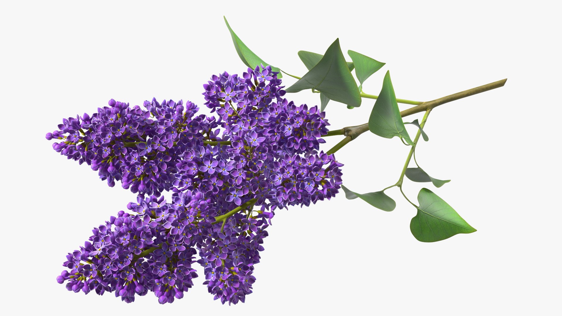 3D Branches with Flowers Collection 2 model https://p.turbosquid.com/ts-thumb/Vv/qU8Tt7/hL/brancheswithflowerscollection23dsmodel033/jpg/1711224718/1920x1080/fit_q87/06b1f6148ba3304a100b59269a00a95806bc7a25/brancheswithflowerscollection23dsmodel033.jpg