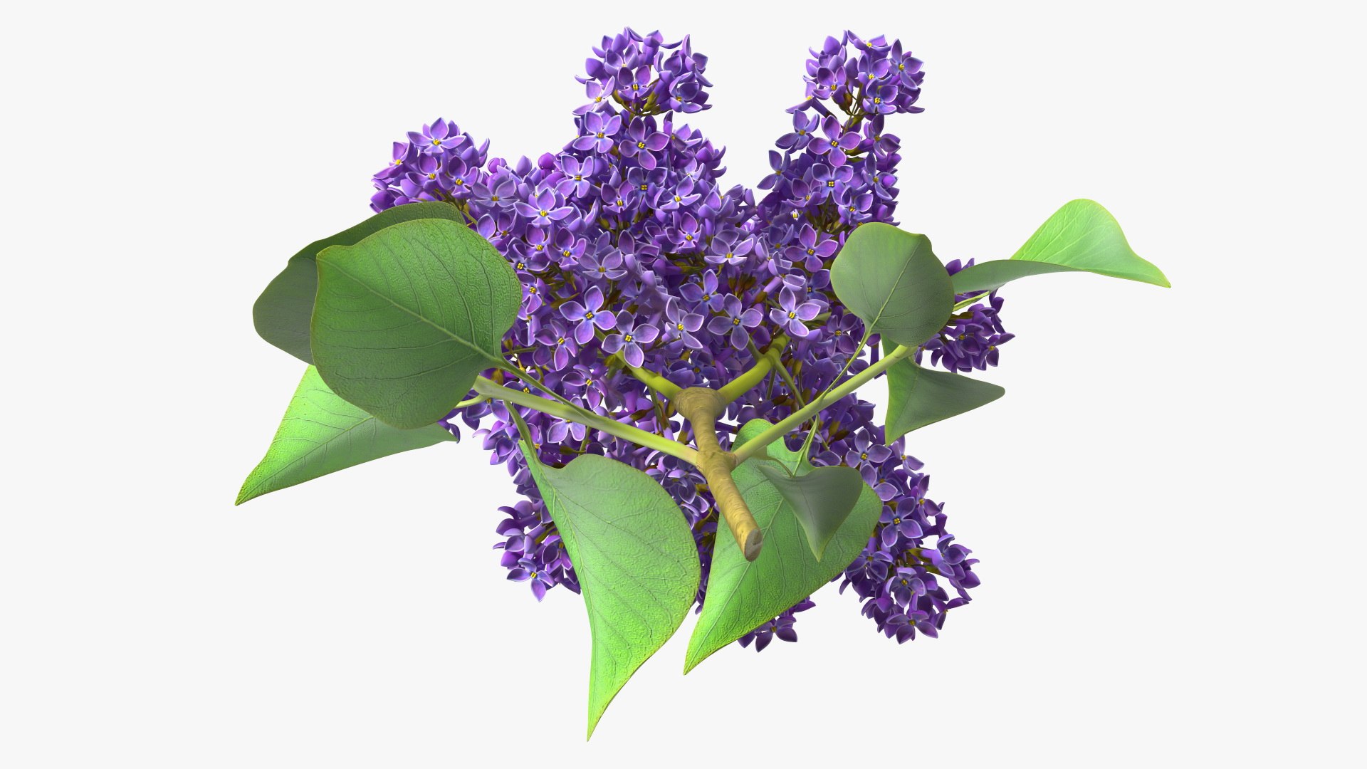 3D Branches with Flowers Collection 2 model https://p.turbosquid.com/ts-thumb/Vv/qU8Tt7/i0/brancheswithflowerscollection23dsmodel034/jpg/1711224723/1920x1080/fit_q87/e69356c3b43693de531b70126c52941d088ab1a2/brancheswithflowerscollection23dsmodel034.jpg