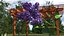 Branches with Flowers Collection 2