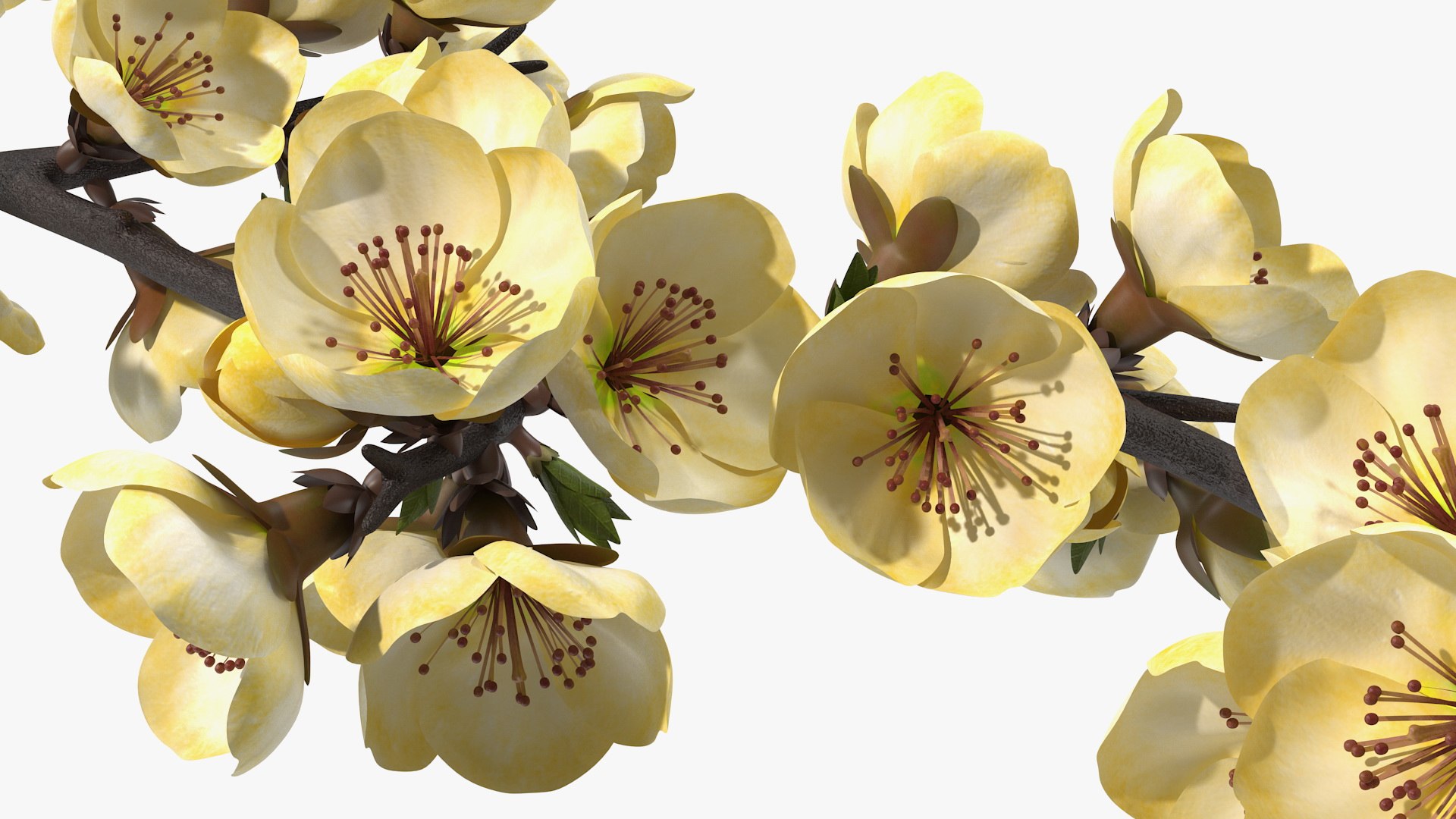 3D Branches with Flowers Collection 2 model https://p.turbosquid.com/ts-thumb/Vv/qU8Tt7/kz/brancheswithflowerscollection23dsmodel050/jpg/1711224796/1920x1080/fit_q87/2f78a325f5d3d70e604c637eb337b96bc61014c2/brancheswithflowerscollection23dsmodel050.jpg